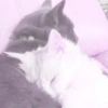 ♡ ֺ ⃝♡ᜓ.  gatitos.  ♡ 7