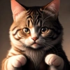 Gatos 27
