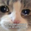 Solo gatos 24