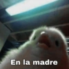 MASCOTAS @joshuacaprii 6