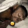 Macacos para chat 15