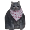 Gatos Sad 23