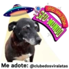 StickerAdoption  16