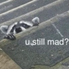 🐼🗑🦝 Raccoons l 🦝 🗑 🐼  5