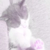 ♡ ֺ ⃝♡ᜓ.  gatitos.  ♡ 12