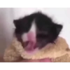 Gatitos 😈 13