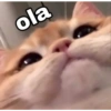 Gatos 18