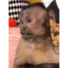 George Monkey🐒🐒 5