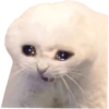 Gatitos tristes 23