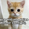 Michis con frases UwU🐱🍭🍨 30