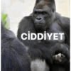 Goril 24