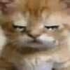 ❣️🐱Michito reacciones🐱❣️ 9