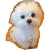 Perritos mal recortados 11