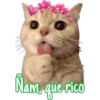 Gatitos 17