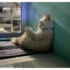 Ekspresi Kucing 10