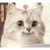 Gatitos Random #10 16
