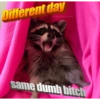 🐼🗑🦝 Raccoons l 🦝 🗑 🐼  9