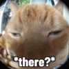 Meow Pi Miew 5