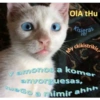 Solo gatos 5