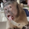 Humores de macaquinhos 12