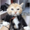 Cats random Vol. 2 8