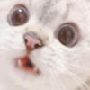 Милый котенок 8