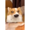 Los gatos de tiktok 9