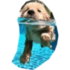 Perritos mal recortados 18