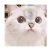 Милый котенок 12