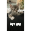 Cat 7