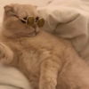 Conteúdo Aleatório De Gato 27