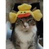 Gatos ( ◜‿◝ )♡ 8