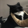 Gatitos random 16