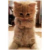 Gatitos random 23