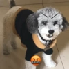 Ody miau miau  8