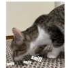 Cat 12