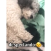 Ody miau miau  13