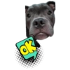 Balam "El perrito Man" 6