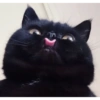 Gatitos Reacciones ☺️😌 13
