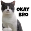 Funny Cats 10