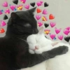 Gatinhos apaixonadinhos 😻 14