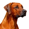 Memes de animais 4 24