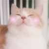 Gatos 22
