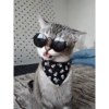 Conteúdo Aleatório De Gato 21