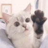 Милый котенок 5