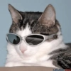 Conteúdo Aleatório De Gato 29