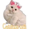 Gatitos 15