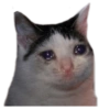 Gatos sad 2 16