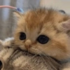 ❣️🐱Michito reacciones🐱❣️ 10