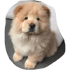 Perritos mal recortados 25